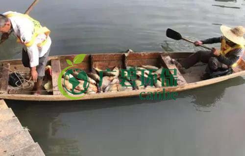 廣州旺旺食品廢水直排，永和河大量魚(yú)類死亡(圖1)